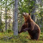 Bear Tracks
