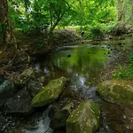 Scenic Creek