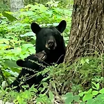 Bear Suite - King Bed Cabin Apartment