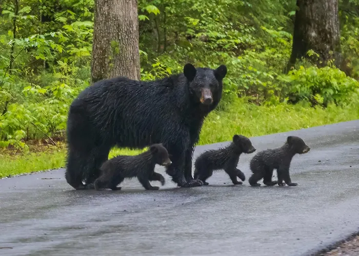 Four Bears Den, Hot Tub, 1089 Of Free Attraction Tickets For Each Paid Day, Dollywood And More