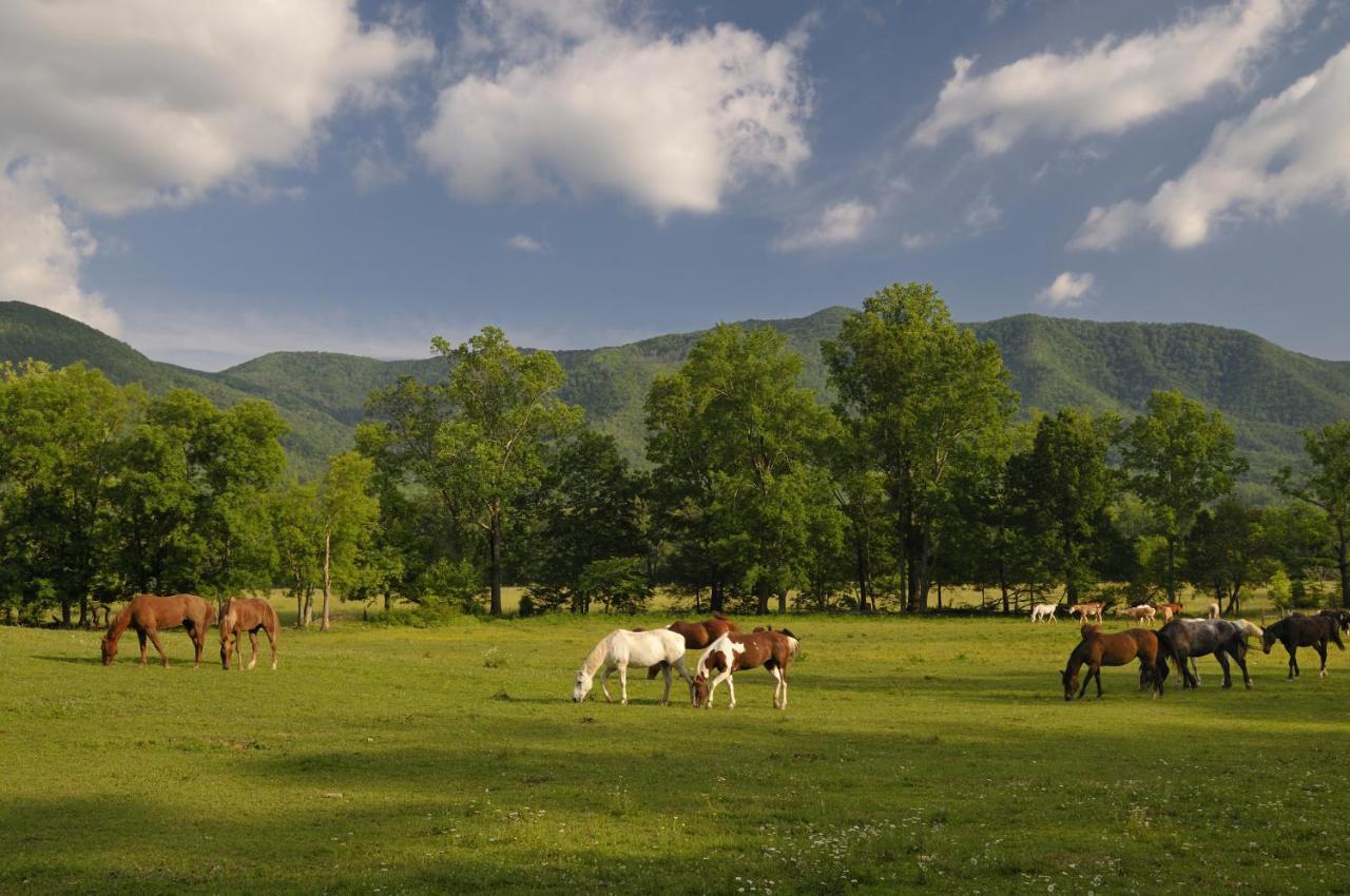 Bearadise 2, 2 Bedrooms, Pool Access, Hot Tub, Fireplace, Wifi, Sleeps 4 Holiday home Gatlinburg