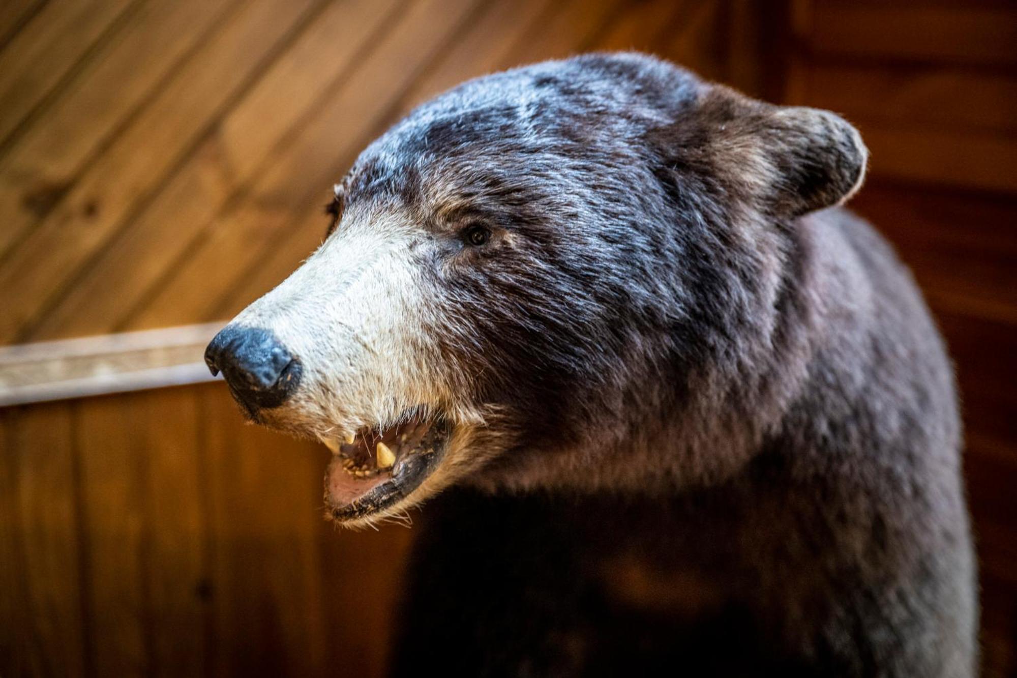 Lazy Bear Gatlinburg