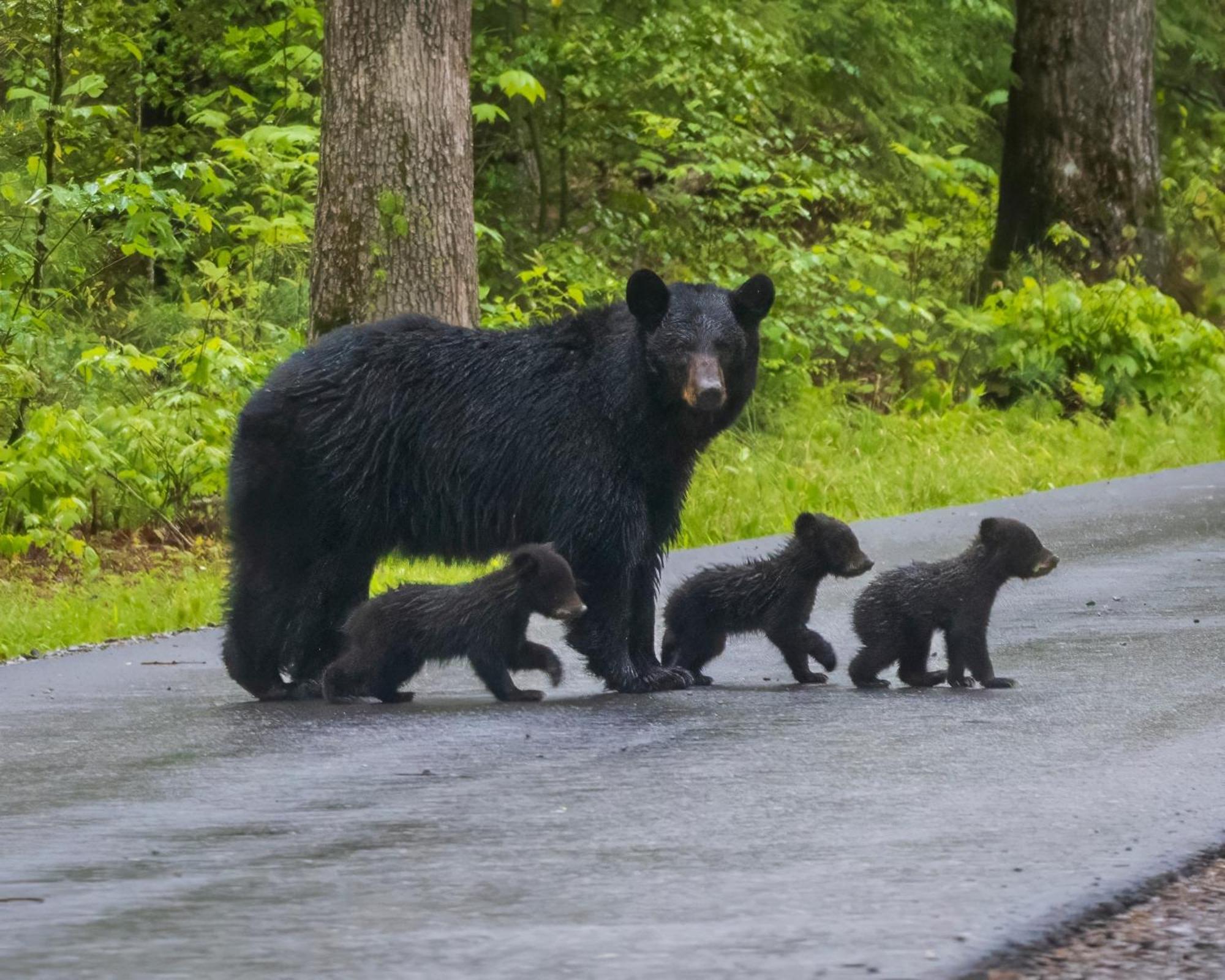 Four Bears Den, Hot Tub, 1089 Of Free Attraction Tickets For Each Paid Day, Dollywood And Chalet