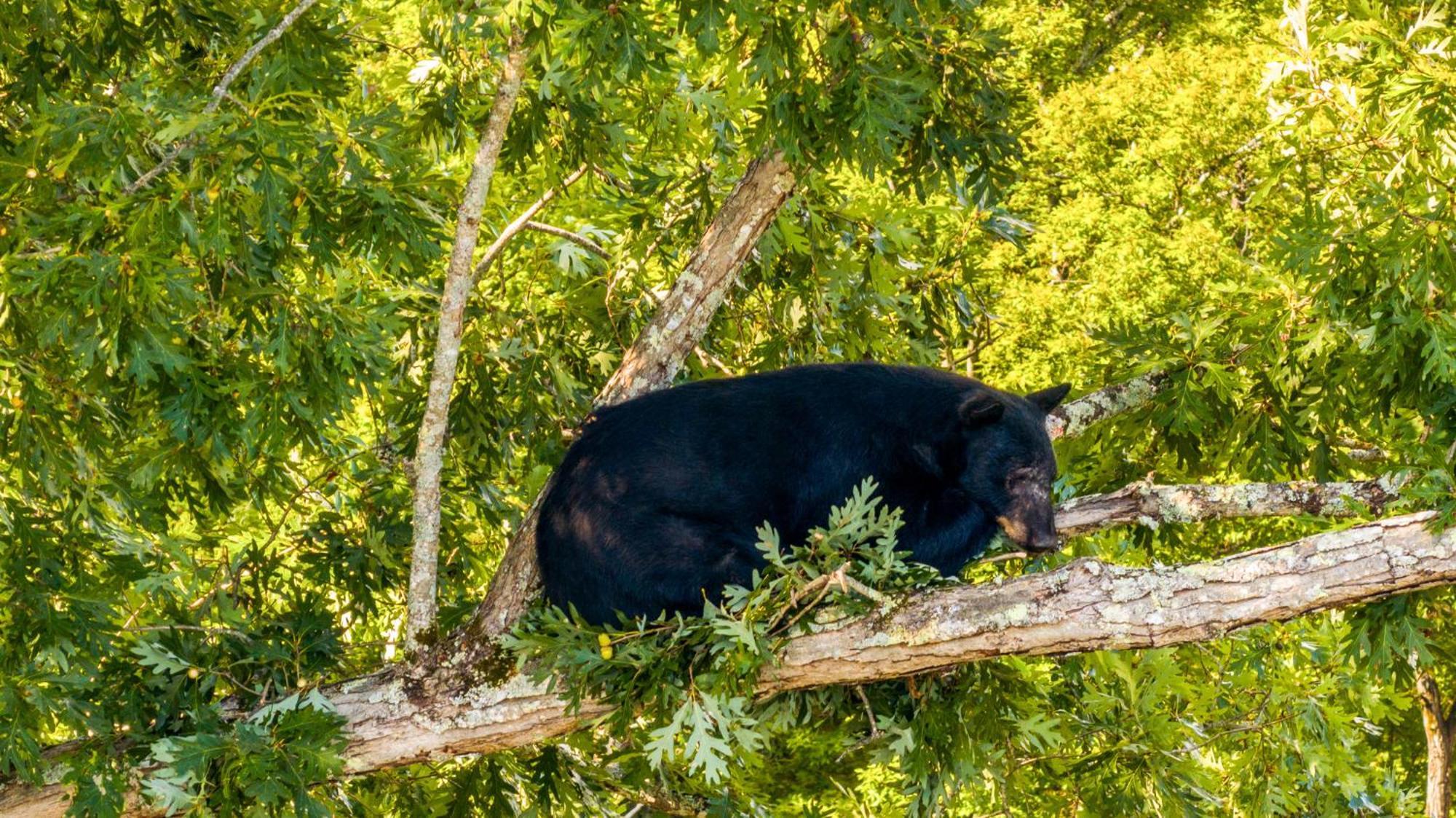 Holiday home Baloo's Gatlinburg
