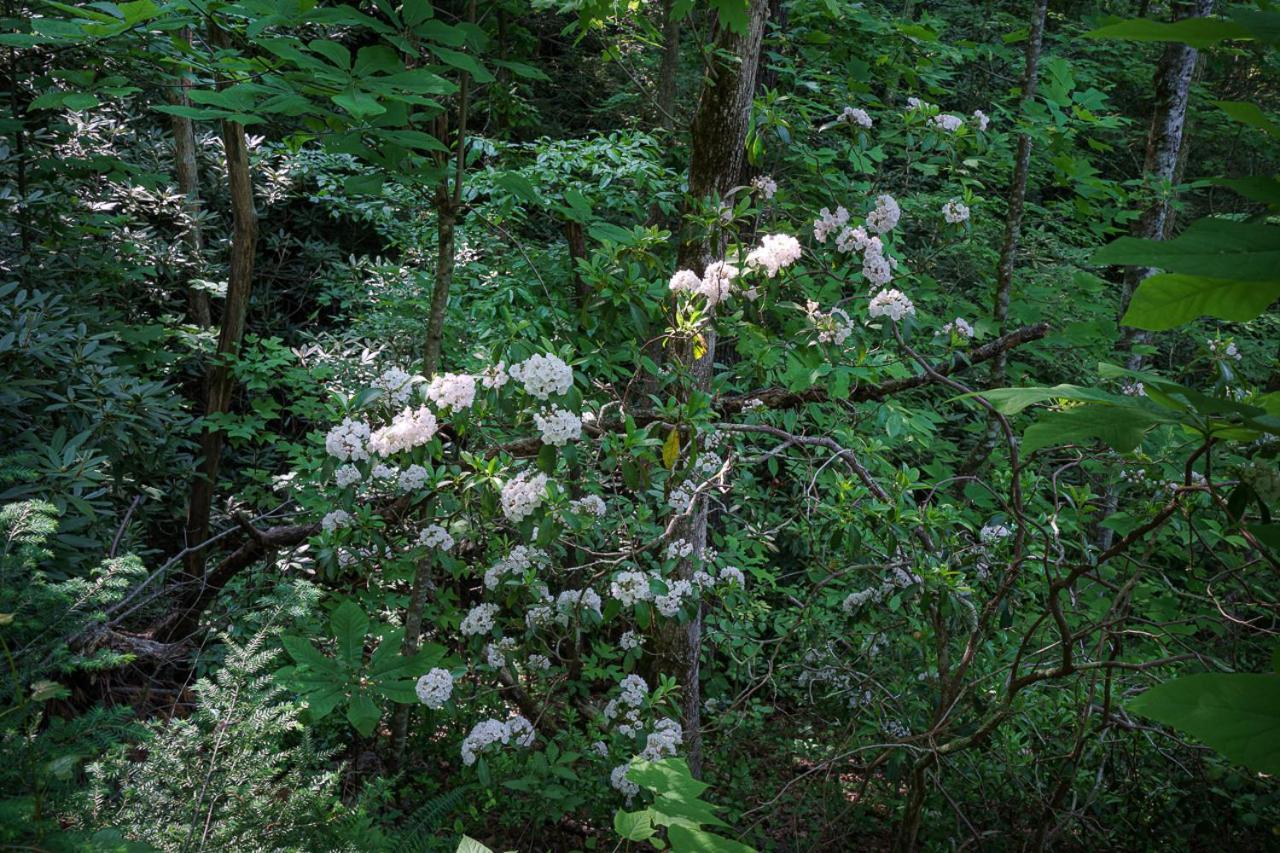 Lil' Smoky By Stony Brook * Gatlinburg