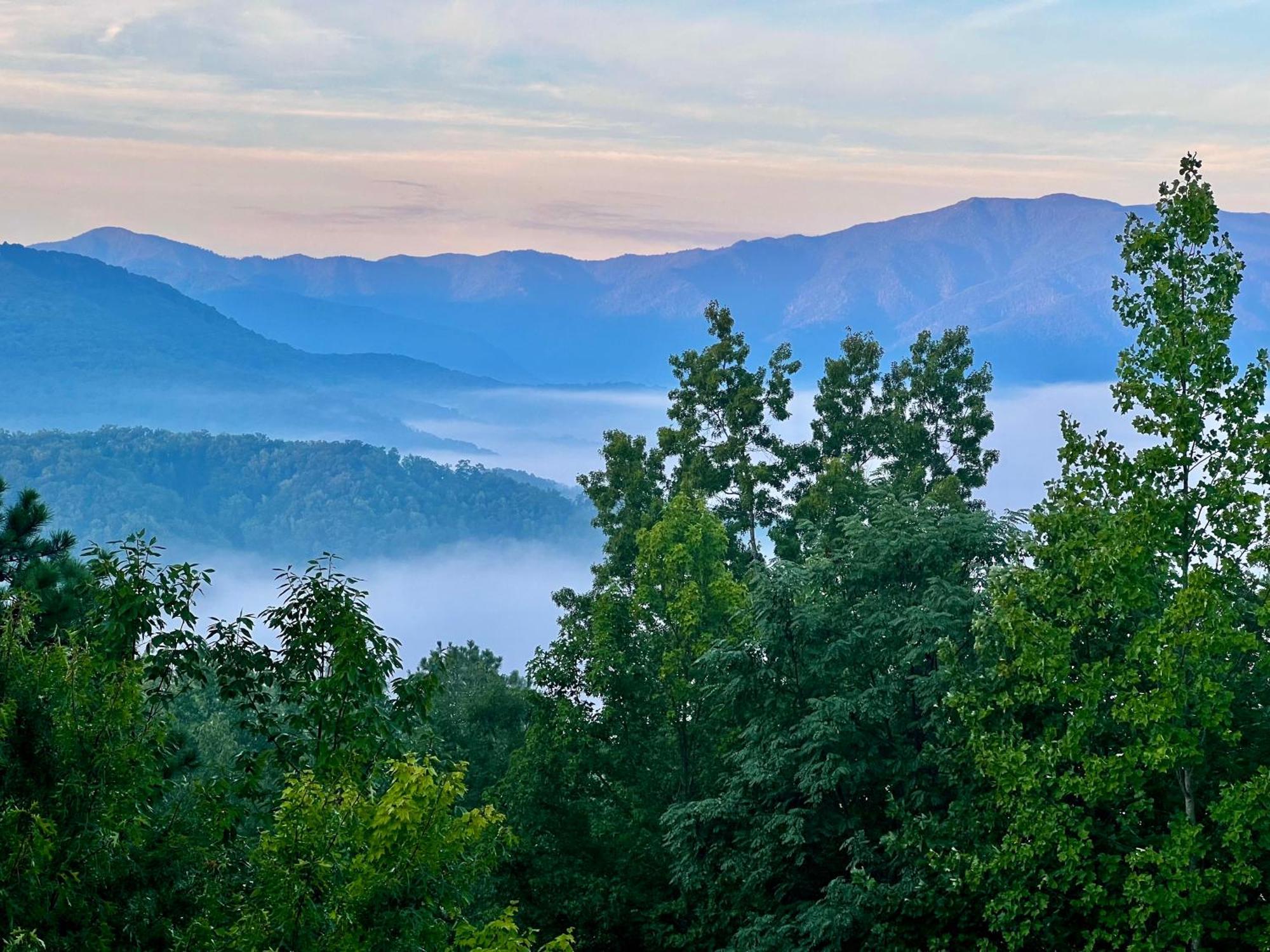 Bearded Bear * Gatlinburg