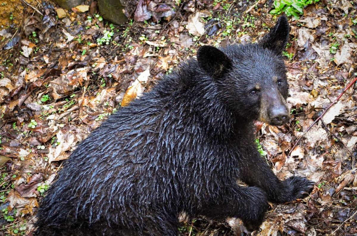 Holiday home Bear Sanctuary Gatlinburg
