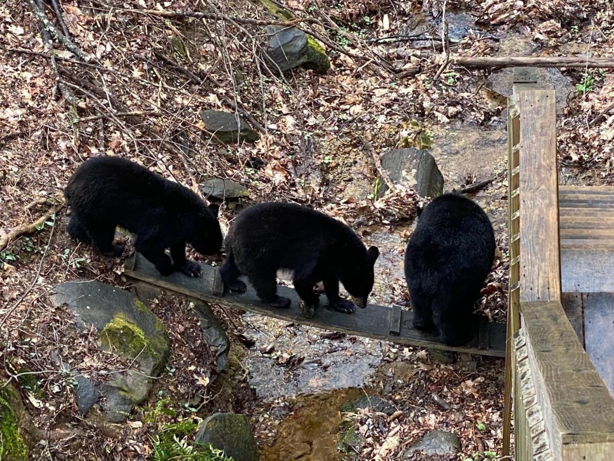 Bear Sanctuary