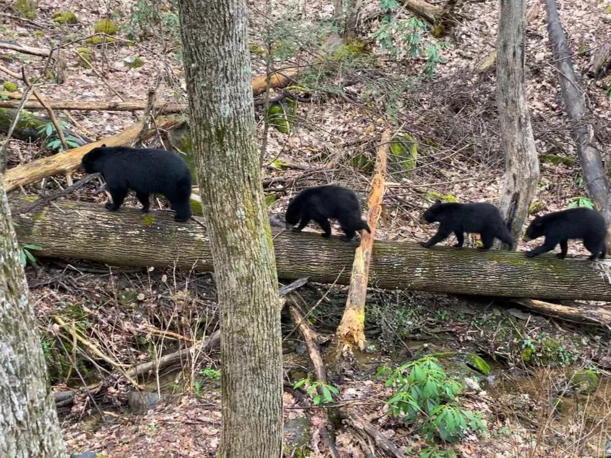 Bear Sanctuary *