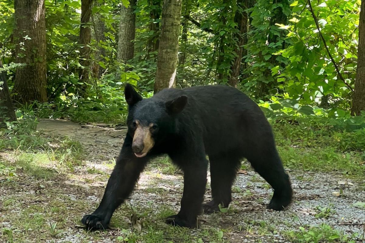 Bear - King Bed * Gatlinburg