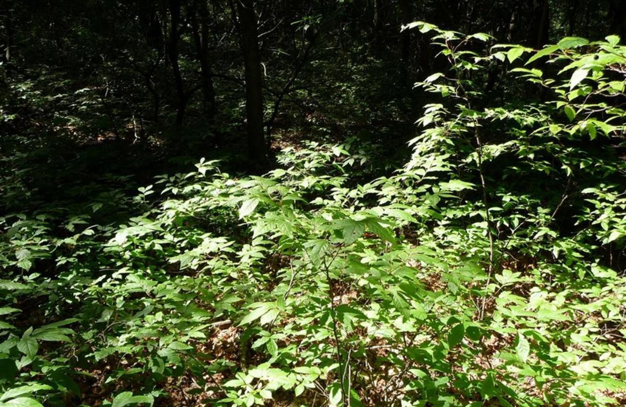 Buckberry Creek *