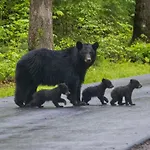 Smoky Mountain Gem