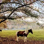 Peace, Serenity & Relaxation In The Smokies!