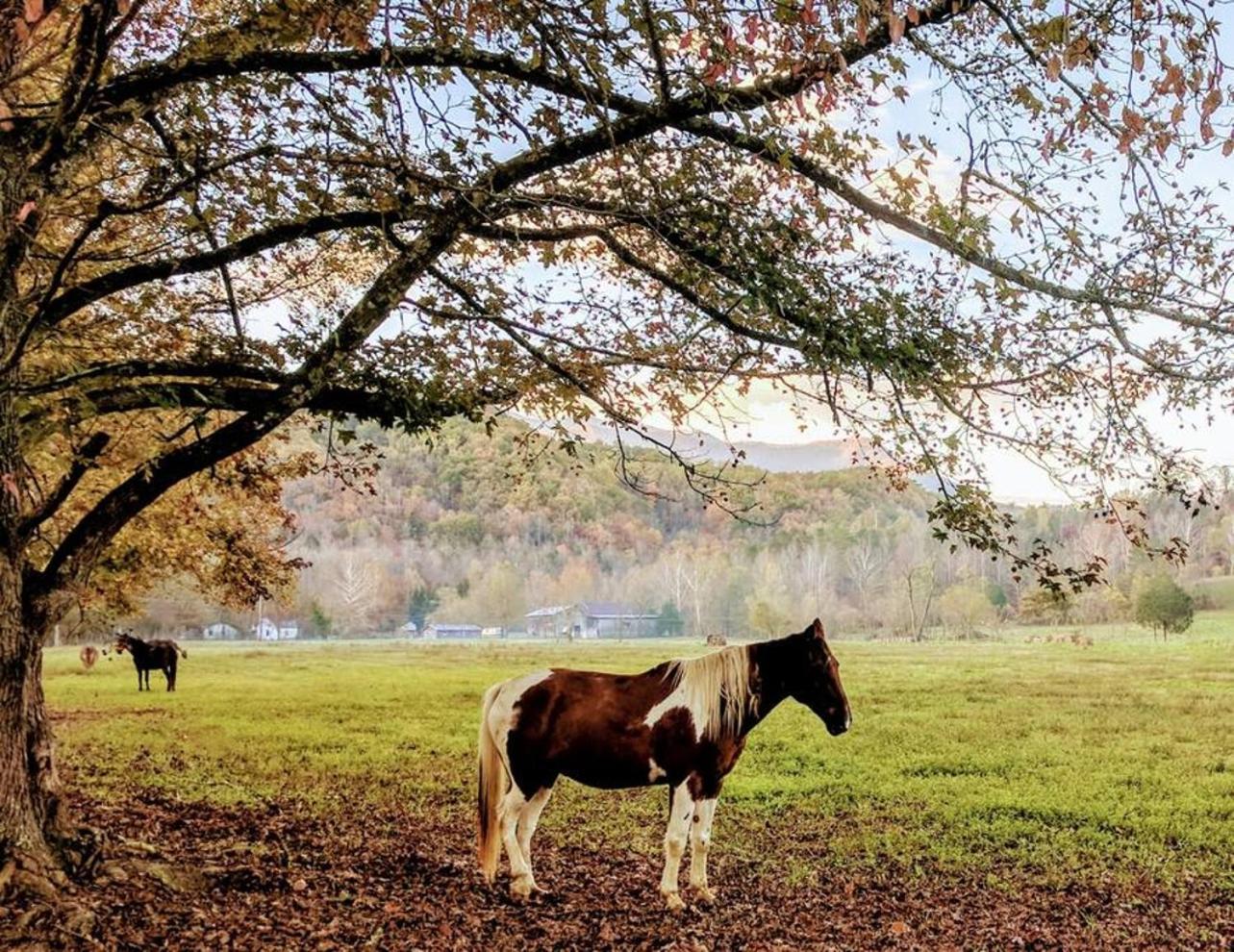 Peace, Serenity & Relaxation In The Smokies! Holiday home